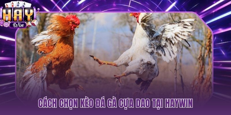 Phân tích kèo Meron Wala và đặt cược trực tiếp tại HAYWIN