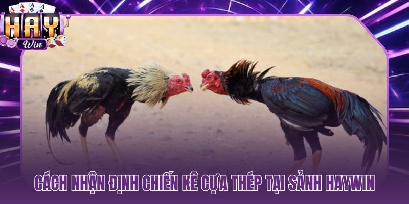 Quan sát thể trạng và phản xạ chiến kê trước khi đặt cược