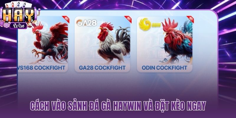 Ba bước đăng ký và đặt kèo đá gà HAYWIN hoàn tất dưới 5 phút