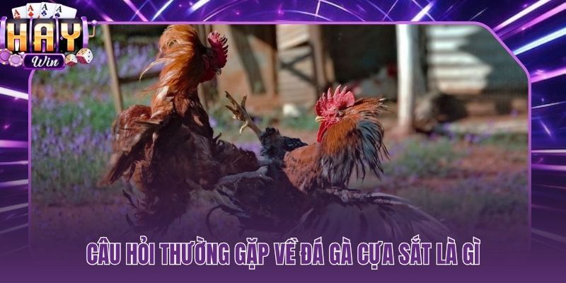 Đá gà cựa sắt là gì giải đáp nhanh các thắc mắc phổ biến nhất