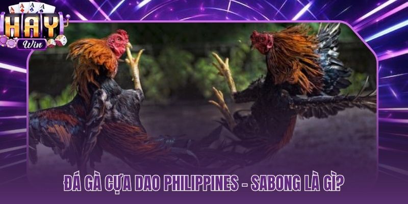 Đá gà cựa dao là gì cựa thép sắc bén và Sabong hàng thế kỷ