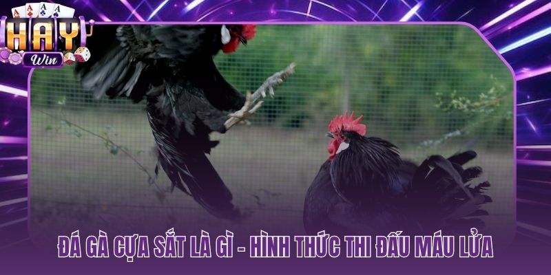 Đá gà cựa sắt là gì trận chiến kim loại kết thúc trong tích tắc