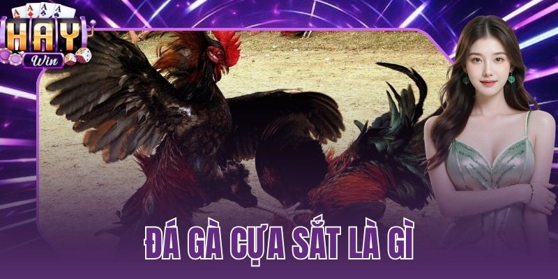 đá gà cựa sắt là gì