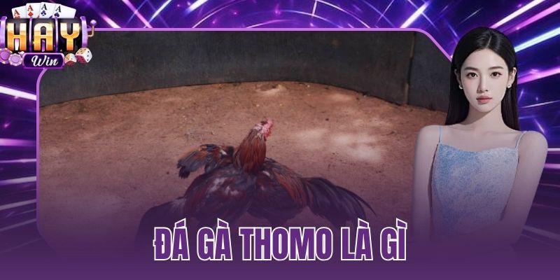 đá gà Thomo là gì
