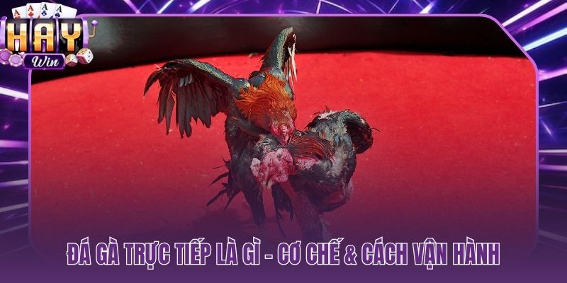 Đá gà trực tiếp là gì cược real-time tại sân Thomo và Sabong