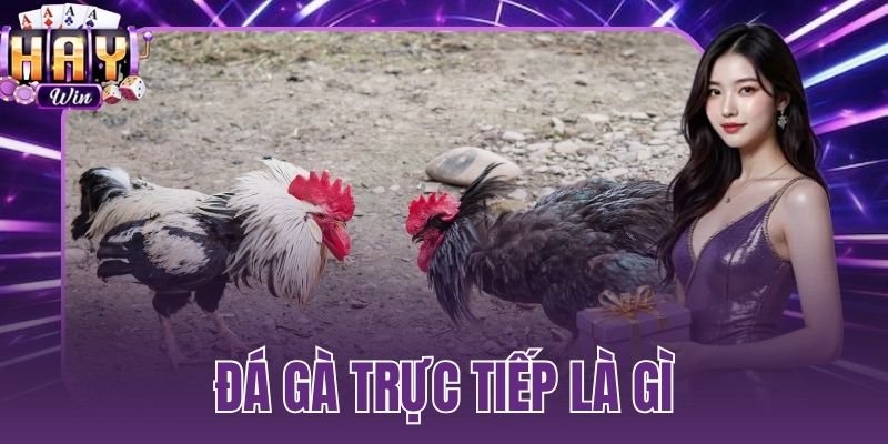 đá gà trực tiếp là gì