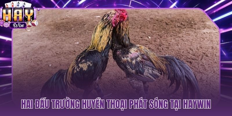Thomo và Sabong hai đấu trường huyền thoại hàng đầu châu Á