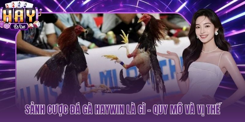Đá gà HAYWIN với hơn 150 trận mỗi ngày trên hai đấu trường quốc tế