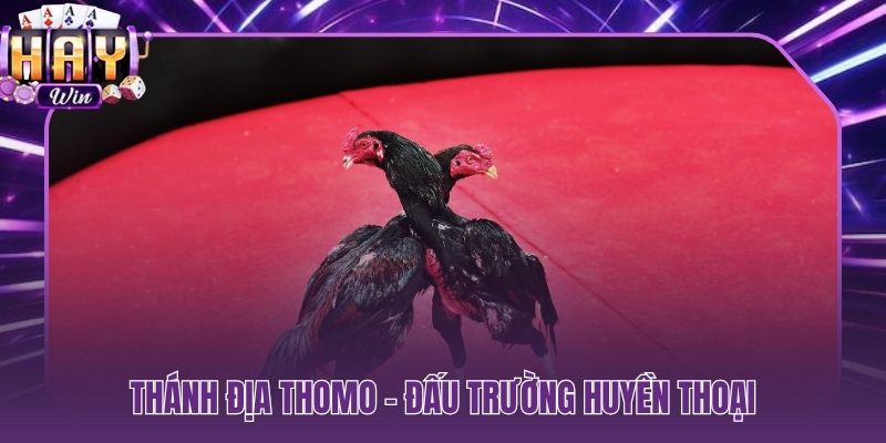 Đá gà Thomo là gì đấu trường hợp pháp lớn nhất Đông Nam Á