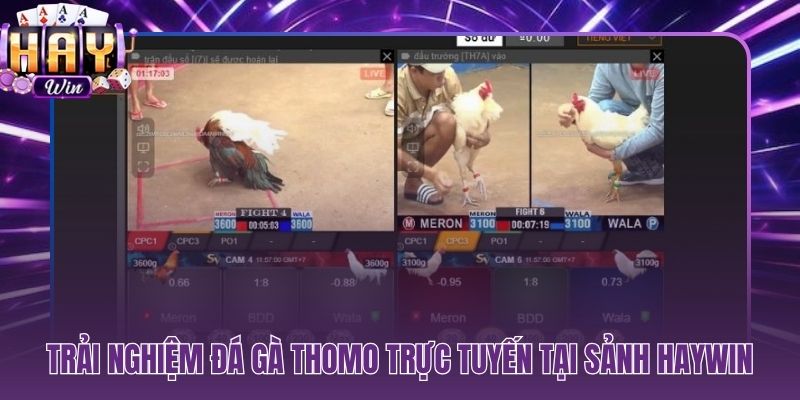 Livestream sắc nét và đặt kèo tức thì ngay trên điện thoại