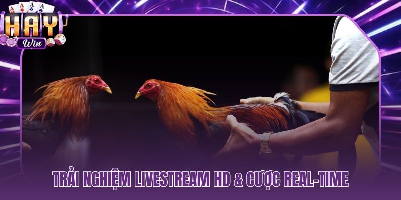 Livestream HD sắc nét và cược real-time theo từng giây trên sân
