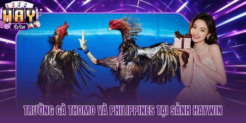 Hai đấu trường đá gà HAYWIN với hai phong cách thi đấu hoàn toàn khác biệt